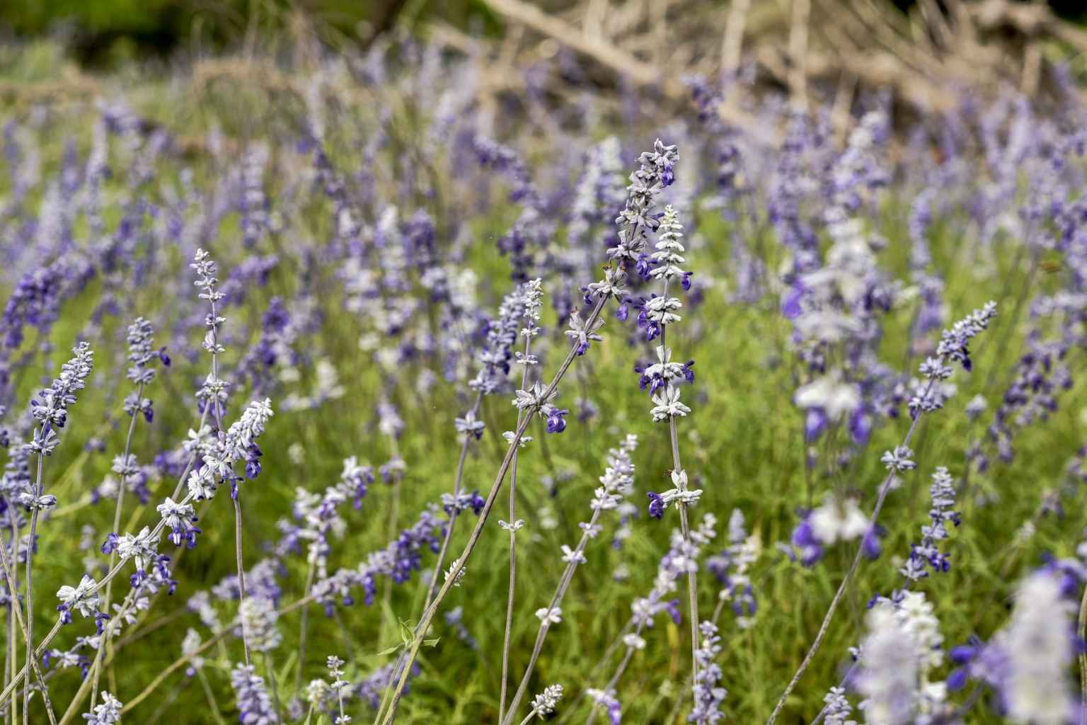 Top Airbnbs to Stay at for Lavender Festival