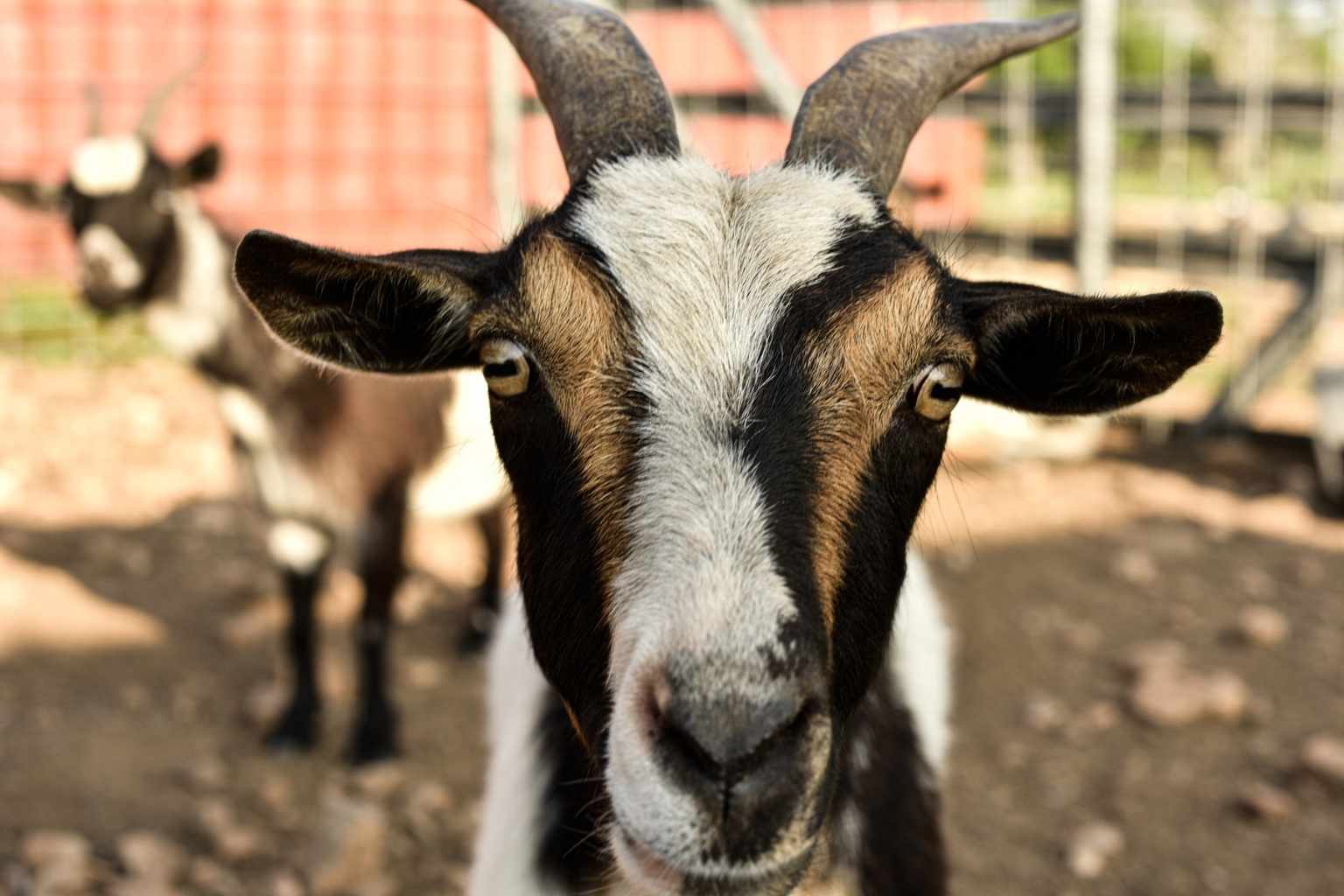 Top Airbnbs to Stay at for Light the Night Christmas Parade