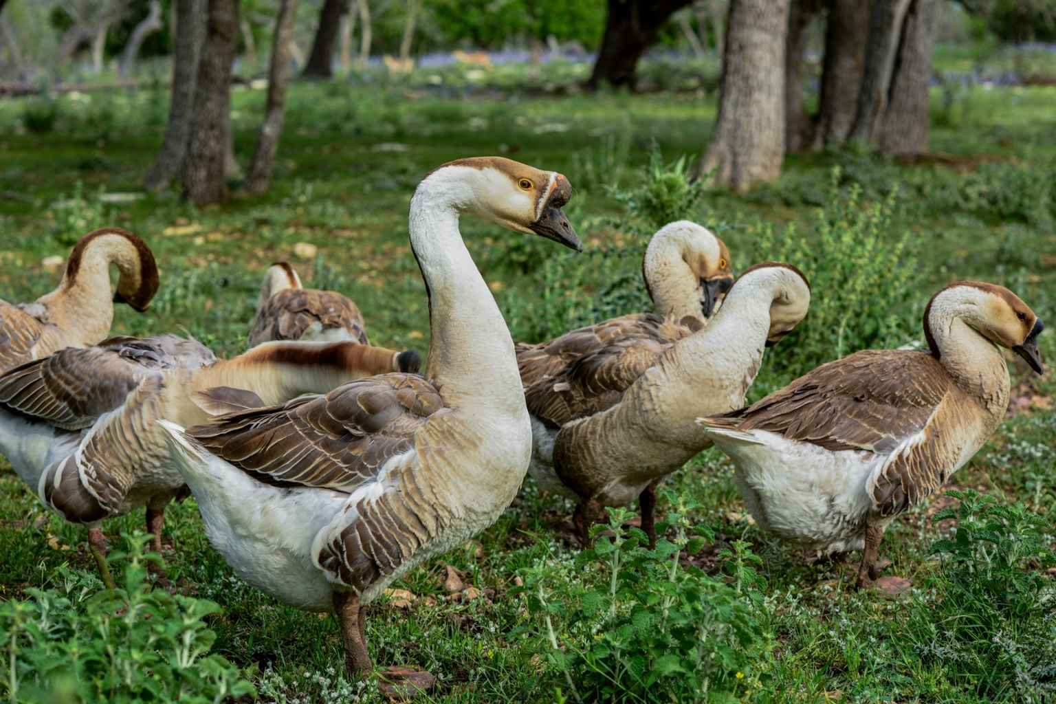 Top BNBs to Stay at for Nature in Fredericksburg Texas