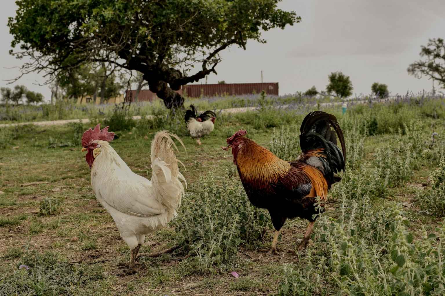 Best Bed and Breakfasts to Stay at for Fredericksburg Farmers Market