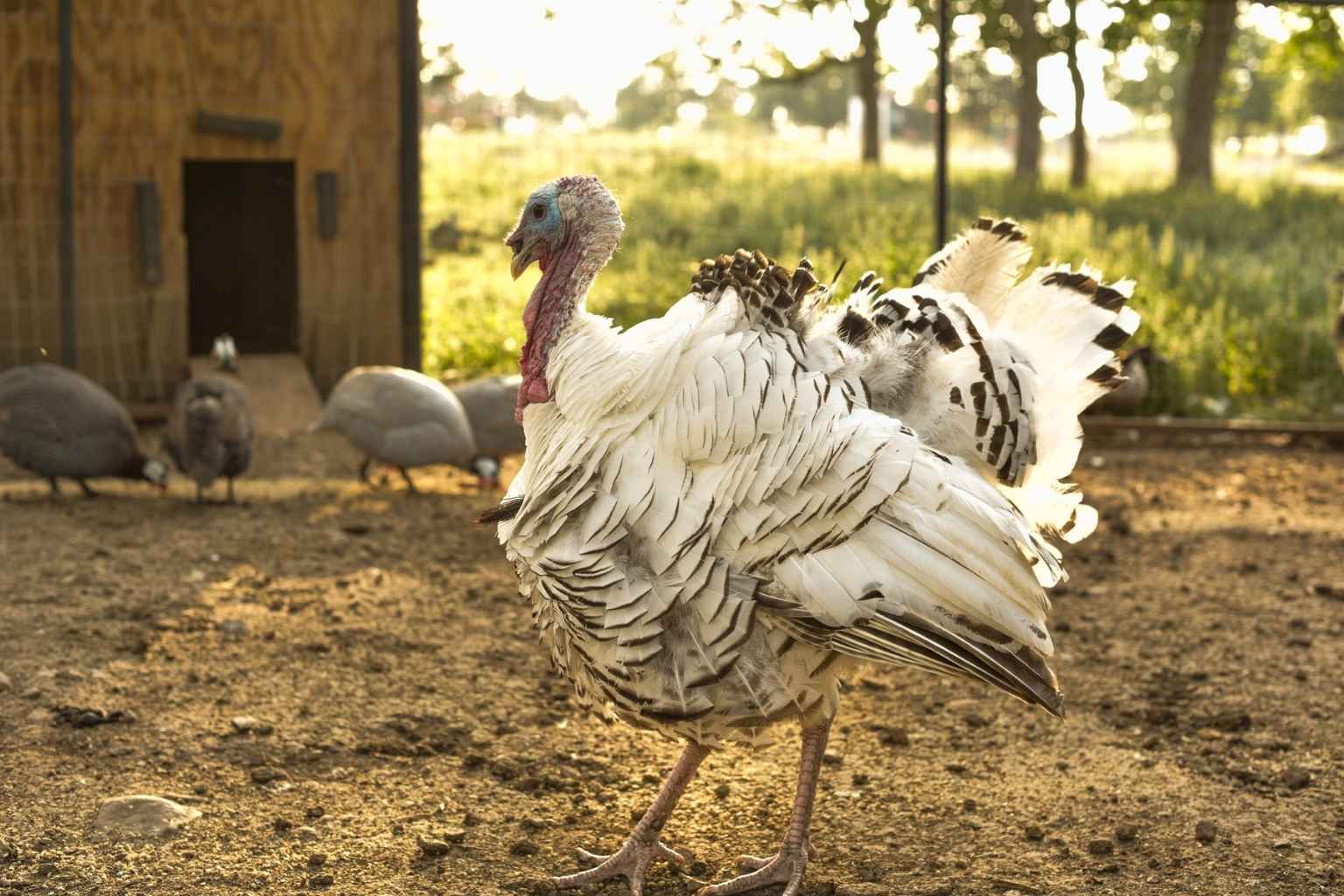 Best Vacation Rentals to Stay at for Fredericksburg Farmers Market